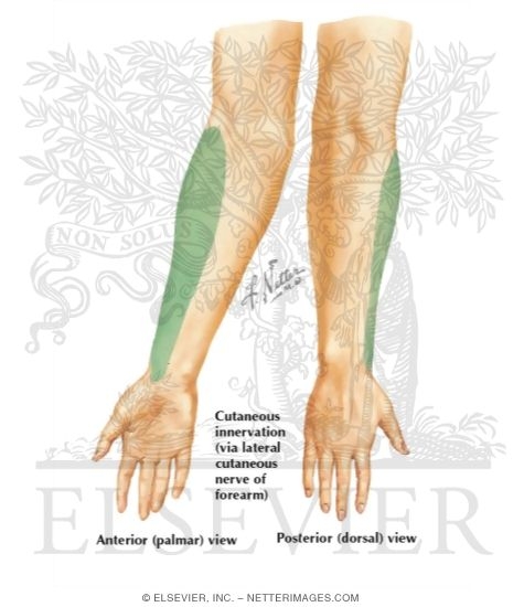 Lateral Cutaneous Nerve of Forearm