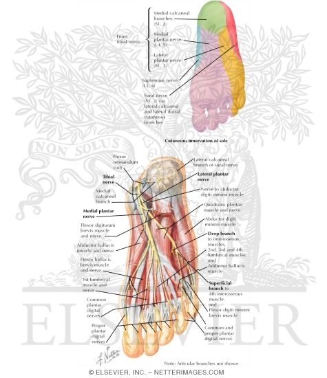 Plantar Nerves and Foot Sensory