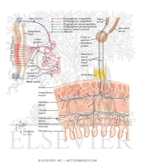 Watermarked preview of labeled image: Enteric Nervous System: Cross-Sectional View