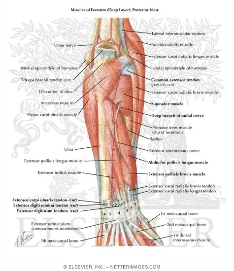 Watermarked preview of labeled image: Muscles of Forearm (Deep Layer): Posterior View