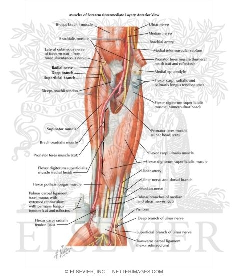 Muscles of Forearm (Intermediate Layer): Anterior View