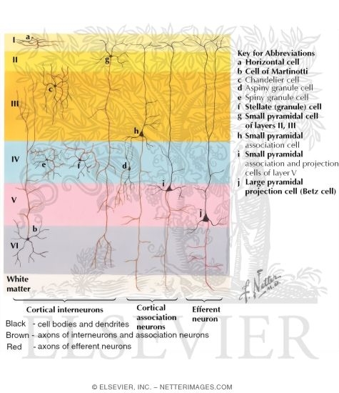 neuron types