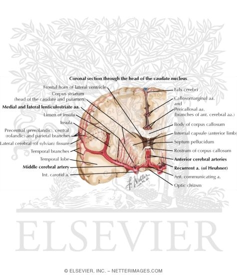 Frontal Section of Brain