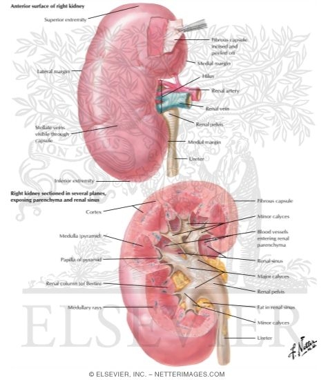 Anatomy of the Kidney