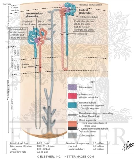 Anatomy of the Nephron
Nephron and Collecting Tubule: Schema
The Nephron