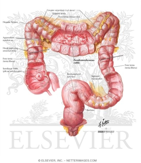 Large Intestine Structure Mucosa and Musculature of Colon ...