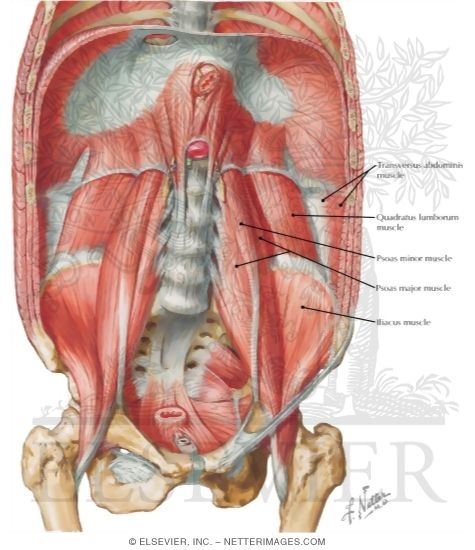 Watermarked preview of labeled image: Posterior Abdominal Wall: Internal View