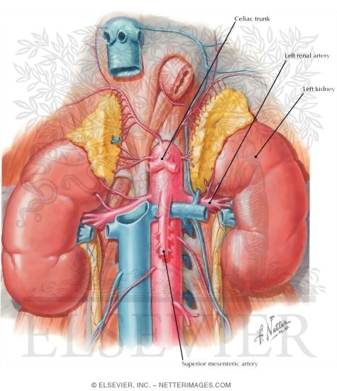 Renal Artery And Vein In Situ Renal Vasculature