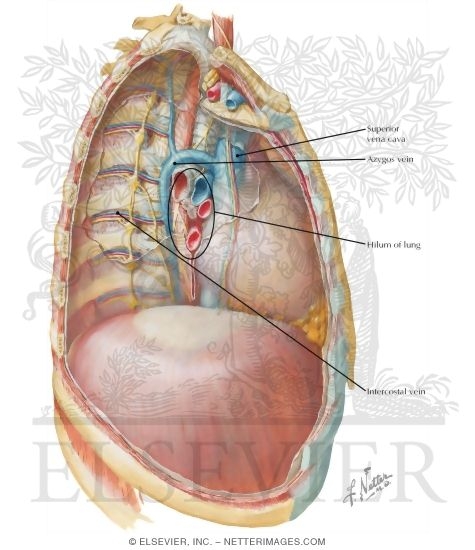 Watermarked preview of labeled image: Mediastinum: Right Lateral View
Right Thoracic Cavity and Mediastinum