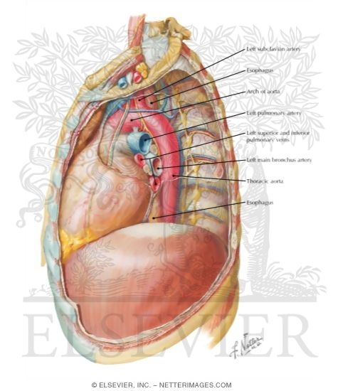 Mediastinum