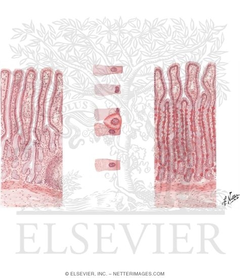Histology of Pyloric and Gastric (Fundic) Glands
