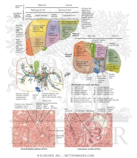 Liver Segments and Lobes: Vessel and Duct Distribution