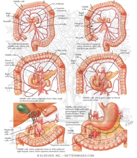 Variations In Colic Arteries Blood Supply of Small and Large Intestine