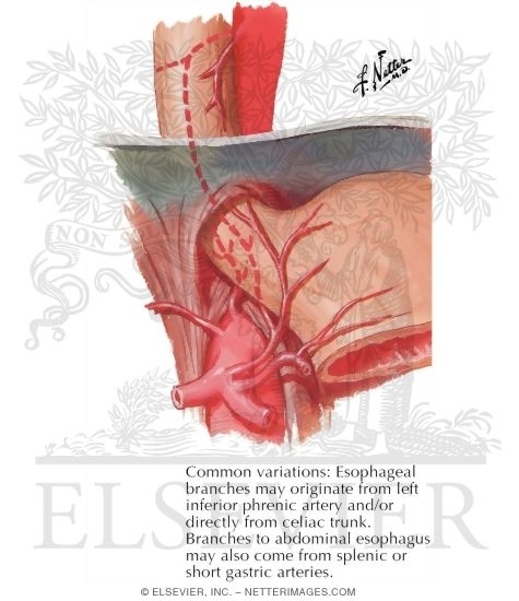 Arteries of Esophagus: Variations