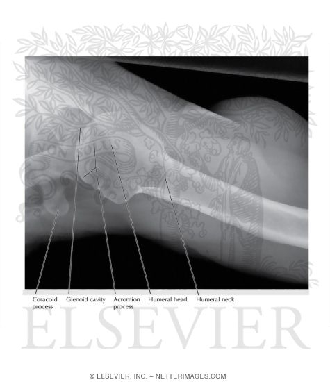 Shoulder: Axial View