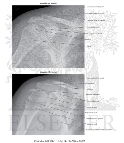 Shoulder: AP Views