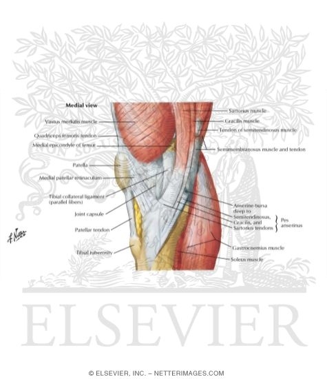 Watermarked preview of unlabeled image: Knee: Medial View