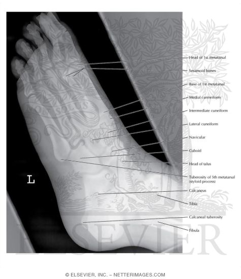 Foot: Oblique View