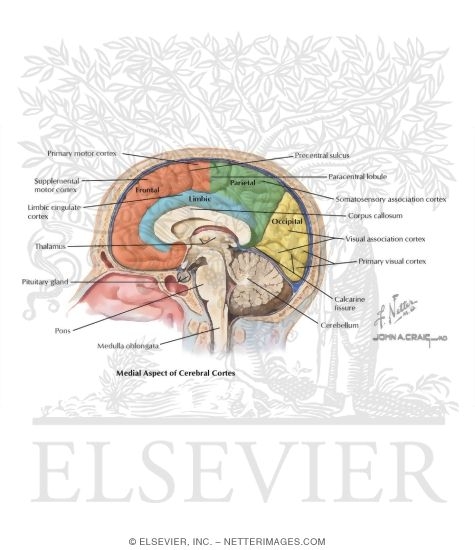 Medial Surface of the Brain: Lobes and Functional Areas