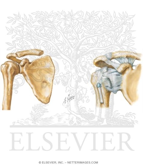 Anterior View Scapula and Proximal Humerus
