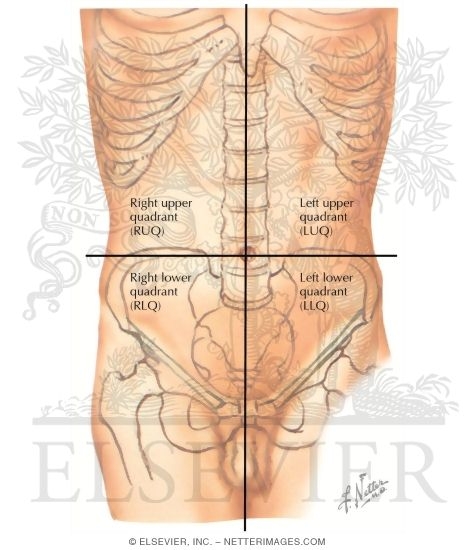 Quadrants Labeled Anatomy - Abdominal Organs Anatomy 622 ...