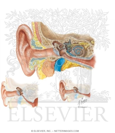 Anatomy of the Ear