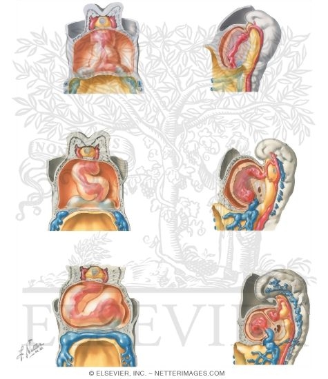 Formation of the Heart Tube and Loop