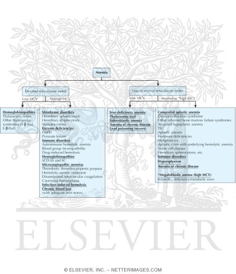 Watermarked preview of unlabeled image: Diagnostic Approach to Anemia