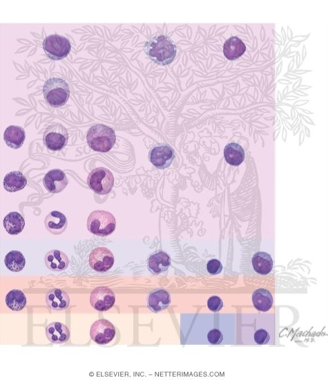 Watermarked preview of unlabeled image: Stages of Hematopoiesis