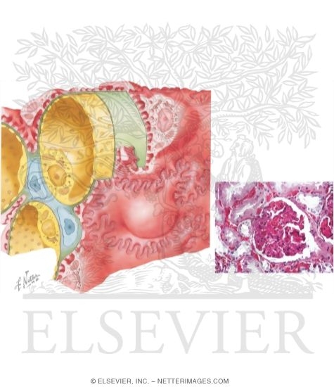 Histology and Fine Structure of Renal Corpuscle