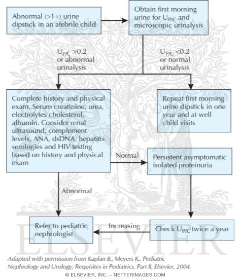 Watermarked preview of unlabeled image: Suggested Approach for the Evaluation of Proteinuria