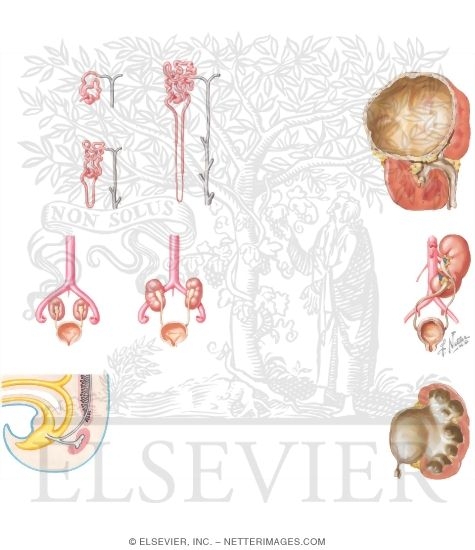 Watermarked preview of unlabeled image: Congenital Anomalies Categories