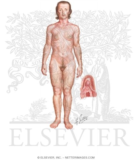 Watermarked preview of unlabeled image: Signs and Symptoms of Congential Adrenal Hyperplasia In a Female