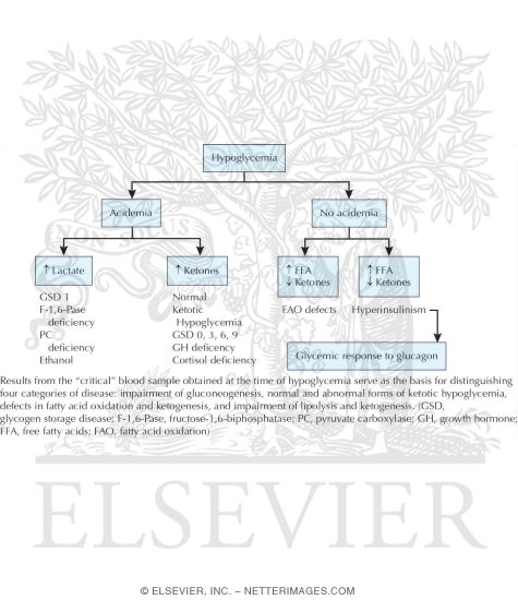 Hypoglycemia Diagnostic Algorithm