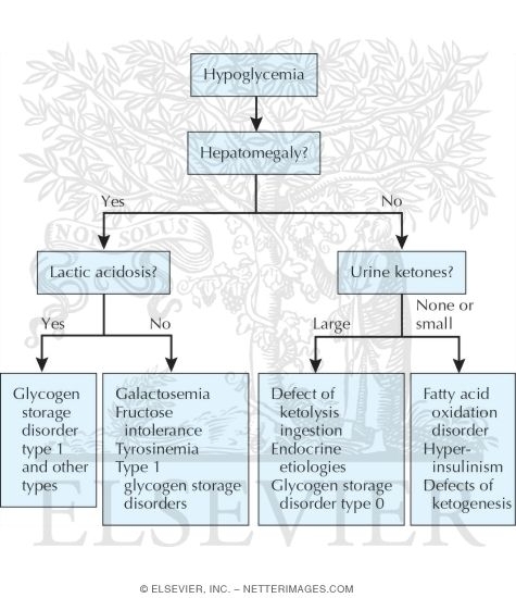 Diagnostic Pathway for Hypoglycemia