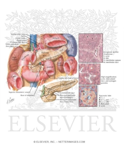 Pancreas Anatomy and Histology