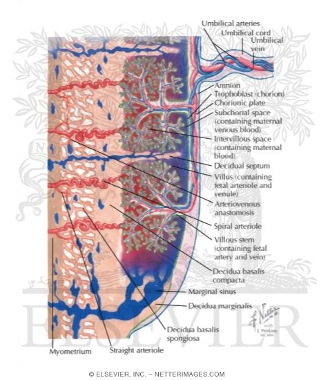 Circulation in Placenta