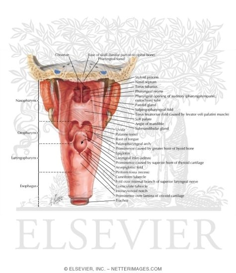 Pharynx: Opened Posterior View
Interior of the Pharynx
