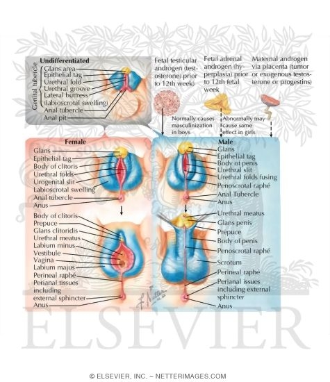 Watermarked preview of labeled image: Differentiation of External Genitalia