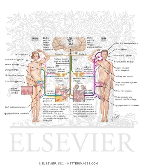 Watermarked preview of labeled image: Hormonal Events in Female Pubescence - Hormonal Events in Male Pubescence