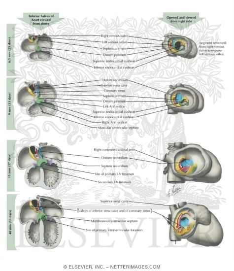 Formation of the Cardiac Septa