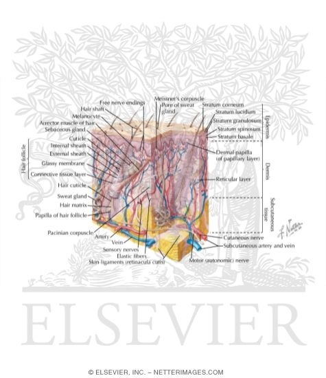 Watermarked preview of labeled image: Cross Section of Skin