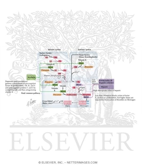 Cascade of Clotting Factors and Sites of Action of Heparin and Warfarin