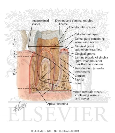 Watermarked preview of labeled image: Tooth