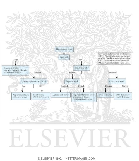Watermarked preview of labeled image: Diagnostic Pathway for Hyperammonemia