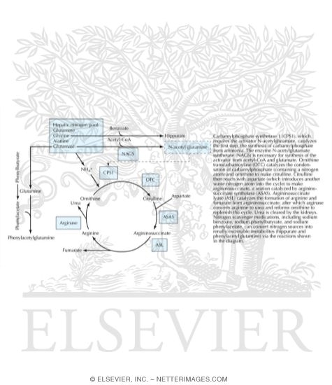 Watermarked preview of labeled image: The Urea Cycle