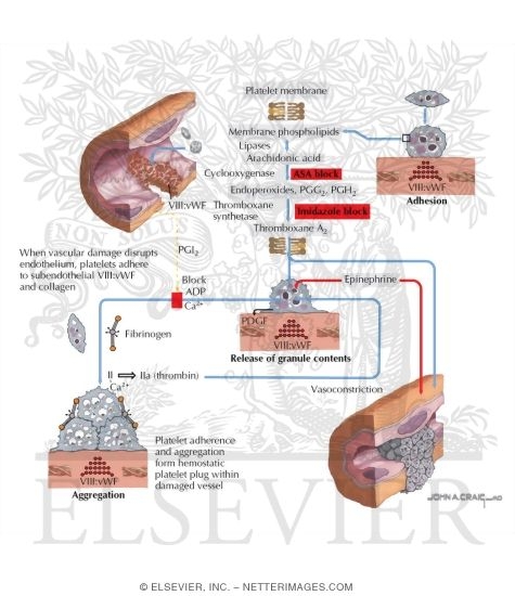 Platelet Adhesion, Release and Aggregation