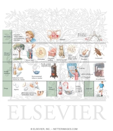Watermarked preview of labeled image: Asthma Triggers