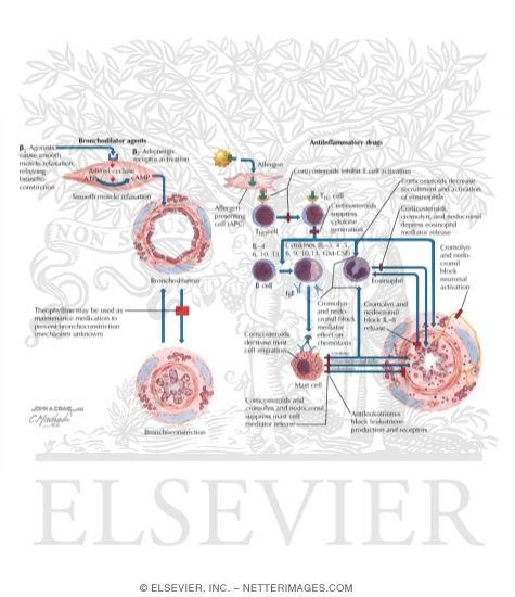 Watermarked preview of labeled image: Mechanisms of Asthma Medications