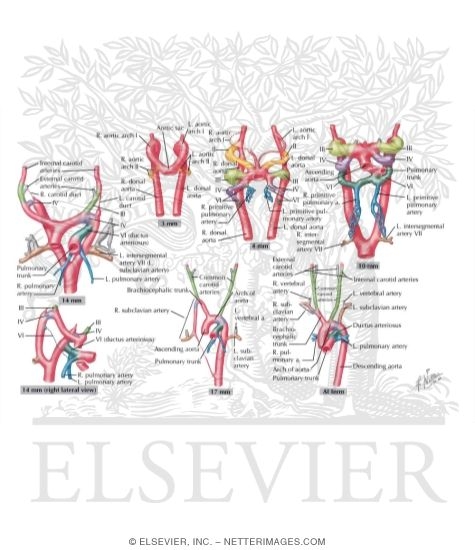 Aortic Arch Arteries